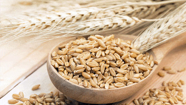 Lúa mạch giúp tiêu trừ buồn bực