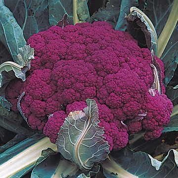 Bông cải - Súp lơ tím giúp tránh nhiều chứng dị ứng thực phẩm