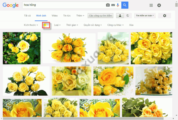 Tìm các hình ảnh của hoa hồng màu vàng