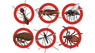 Những cách đuổi diệt côn trùng trong nhà đơn giản nhất